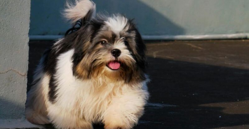 16 dog breeds people keep calling low maintenance when the evidence says otherwise