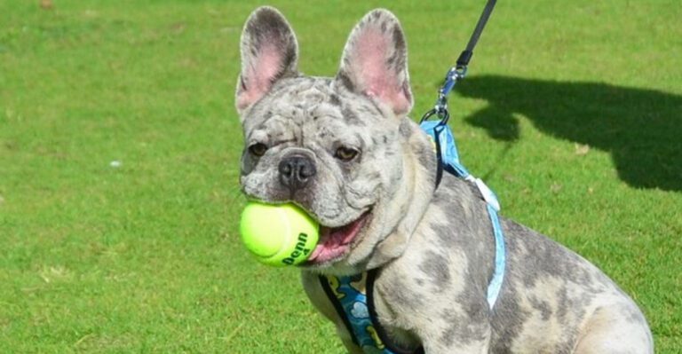 16 dog breeds that act completely different on pet cameras than they do in front of people dog news