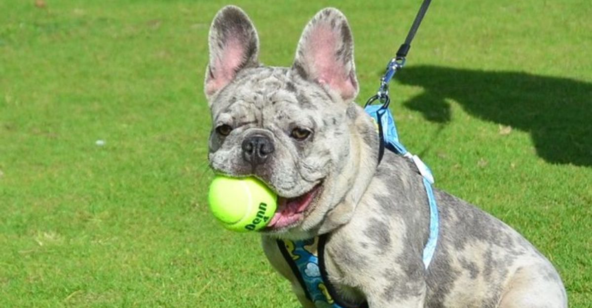 16 dog breeds that act completely different on pet cameras than they do in front of people