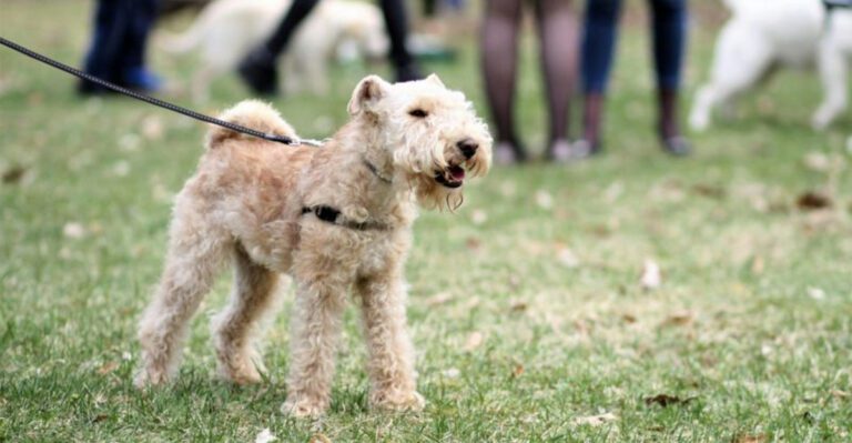 16 dog breeds that act deeply betrayed when bath day finally arrives dog news