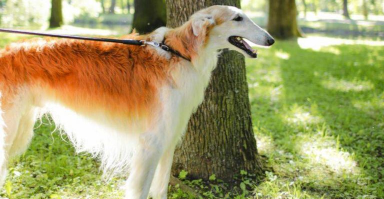 16 dog breeds that act like minor celebrities everywhere they go dog news