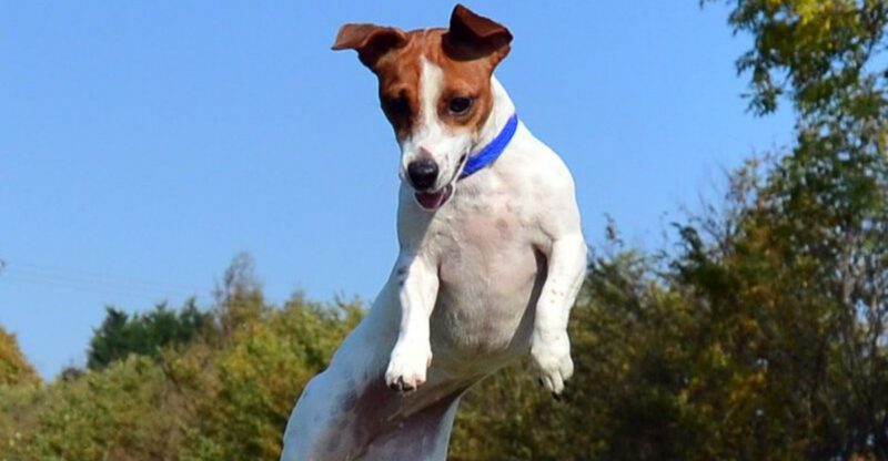 16 dog breeds that act like the rules were clearly made for other dogs