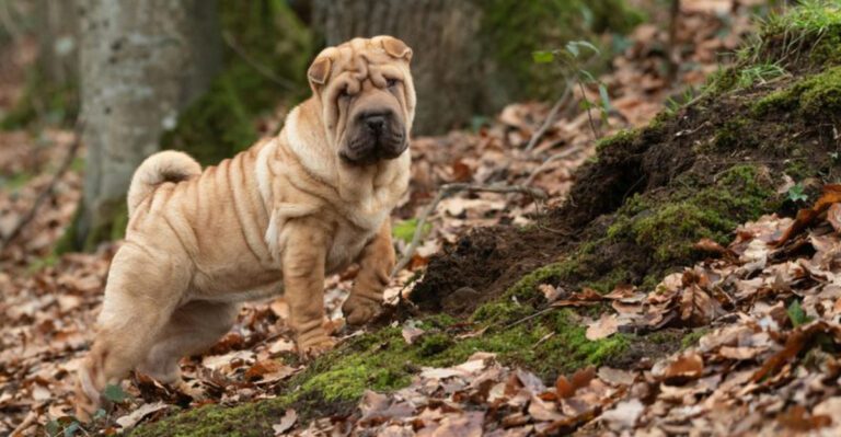 16 dog breeds that act like they have their own private code for trust dog news