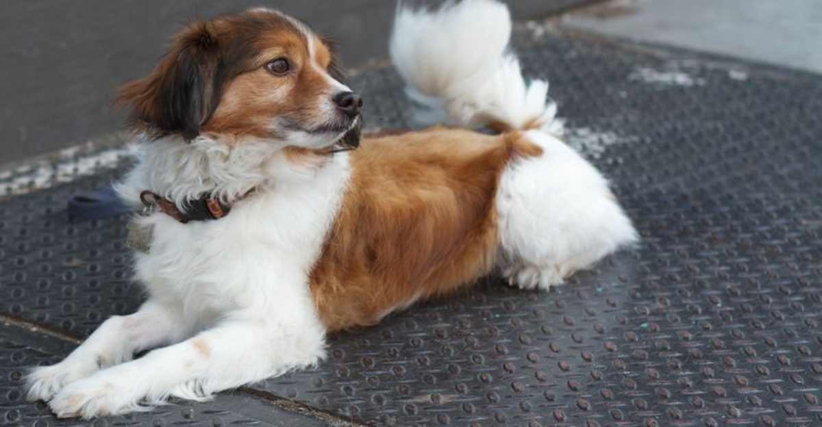 16 dog breeds that act like they remember absolutely everything