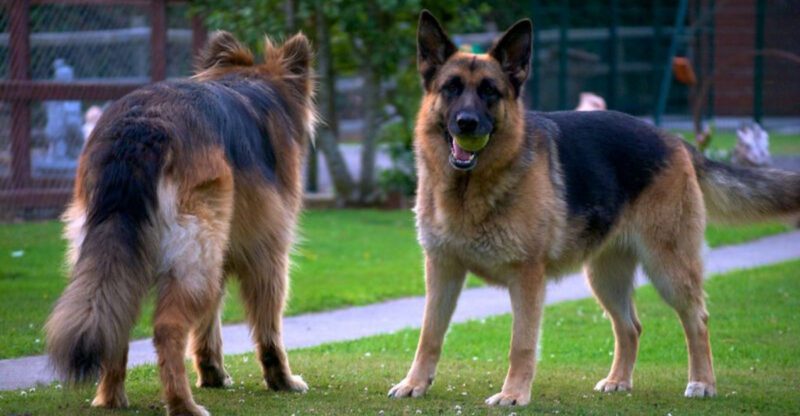 16 dog breeds that act like theyre part of every conversation happening nearby