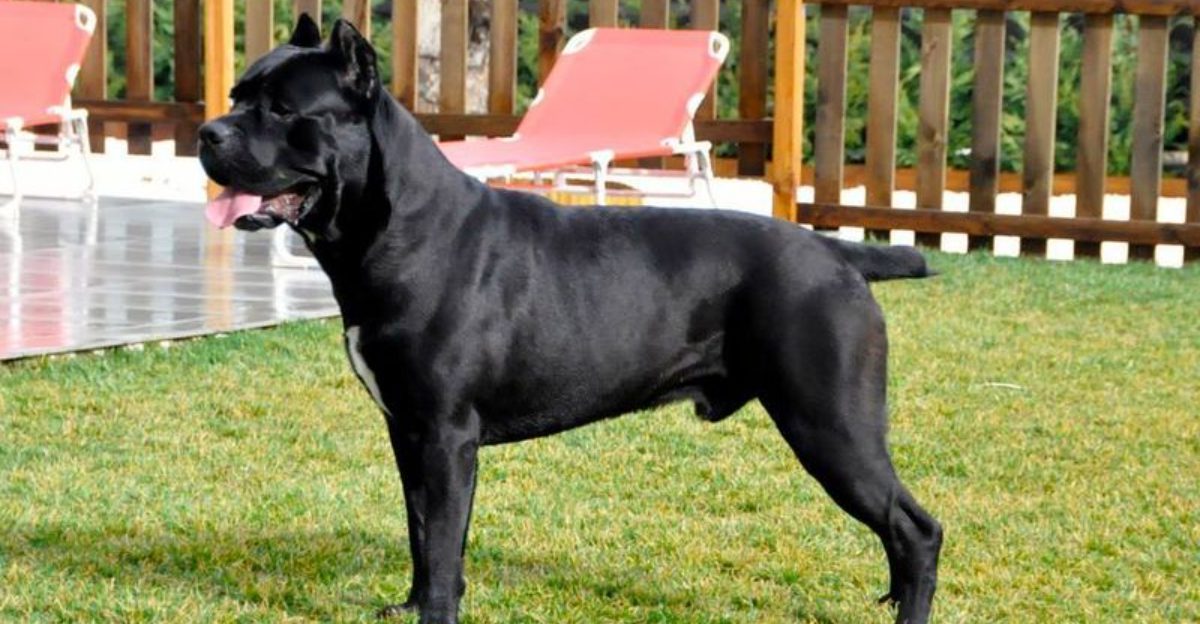 16 dog breeds that are calm all day but become serious watchdogs at night