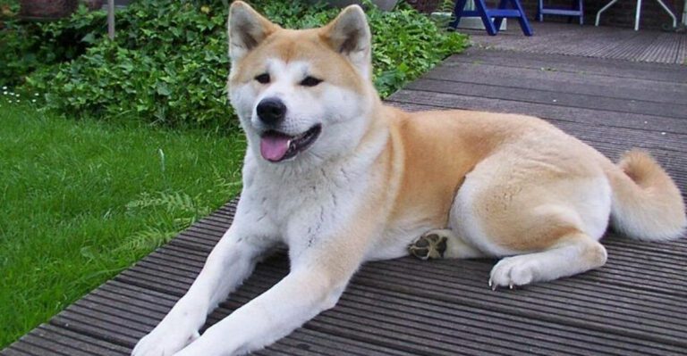 16 dog breeds that attach slowly but become impossible to ignore once they do dog news