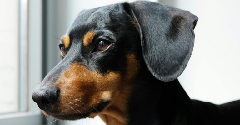 16 dog breeds that behave differently the second food is even mentioned dog news