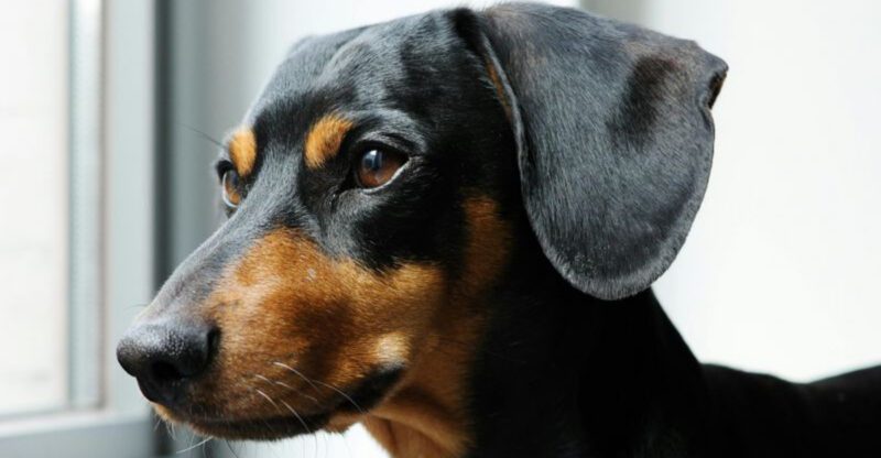 16 dog breeds that behave differently the second food is even mentioned