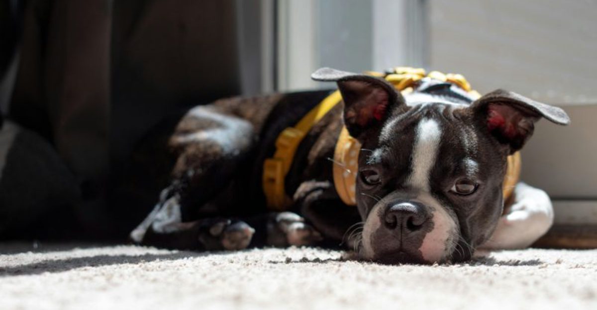 16 dog breeds that behave like the laundry basket contains classified information