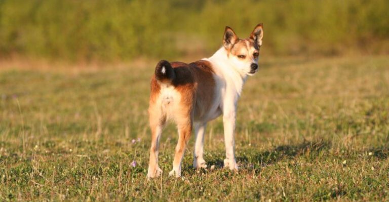 16 dog breeds that bring a completely different kind of charm dog news