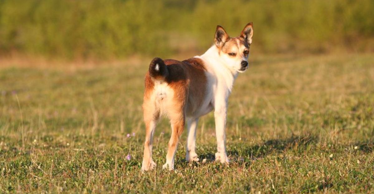 16 dog breeds that bring a completely different kind of charm