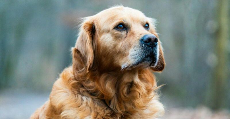 16 dog breeds that bring you a toy when they want you to feel better