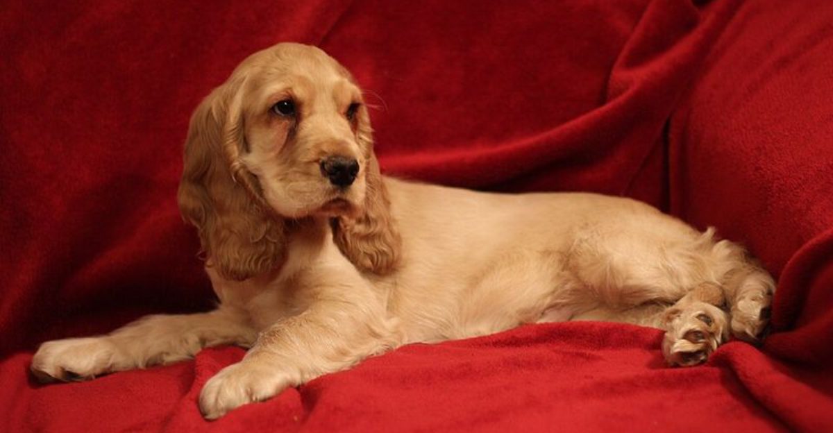 16 dog breeds that develop oddly specific greeting rituals for their favorite person