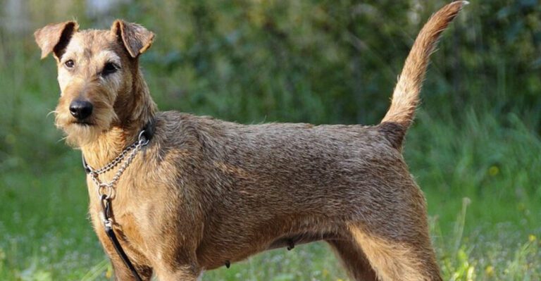 16 dog breeds that give off the energy of a very opinionated roommate dog news