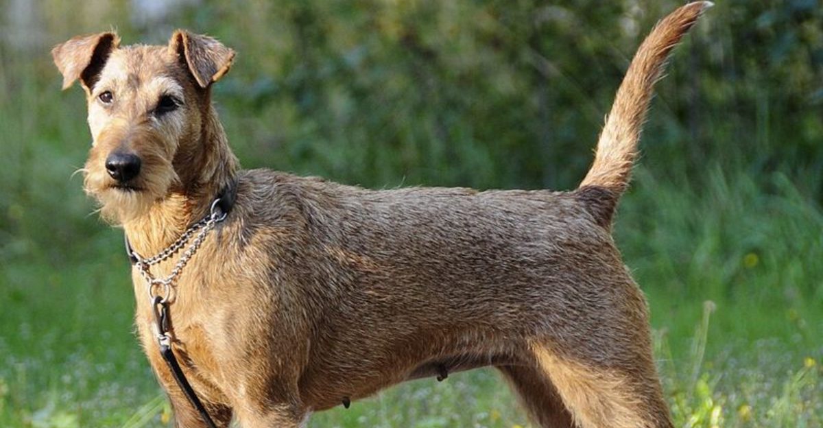 16 dog breeds that give off the energy of a very opinionated roommate