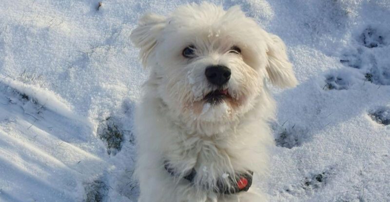 16 dog breeds that have a way of making loneliness feel smaller