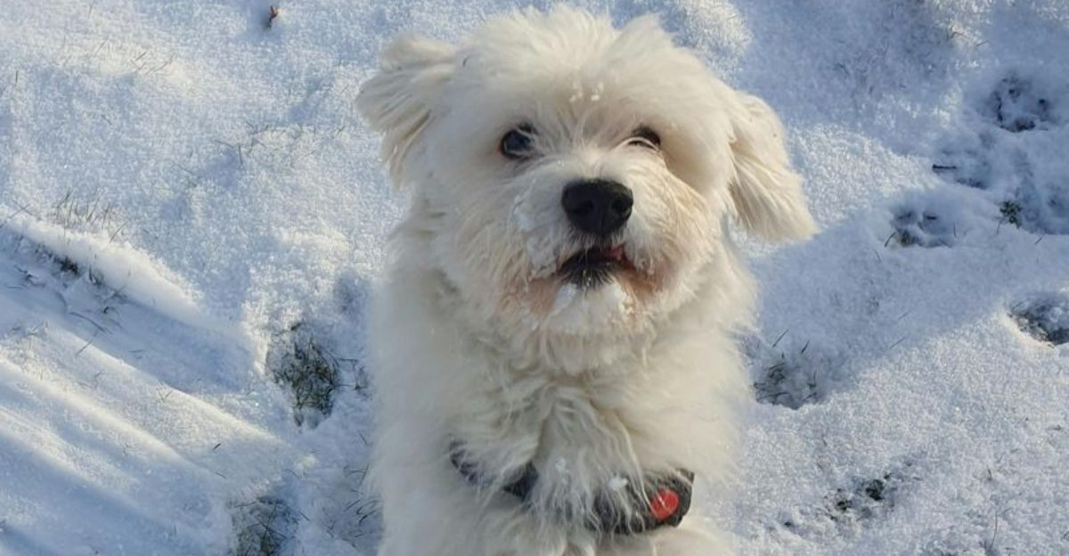 16 dog breeds that have a way of making loneliness feel smaller