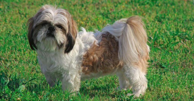 16 dog breeds that have been historically linked to royalty status or elite ownership