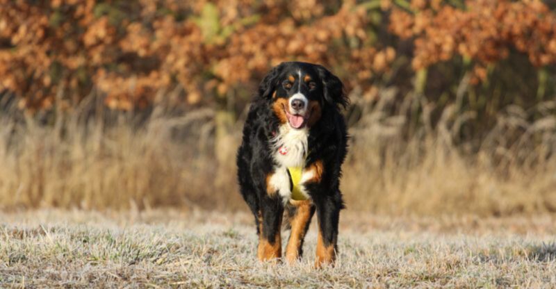16 dog breeds that look intimidating but secretly live for affection