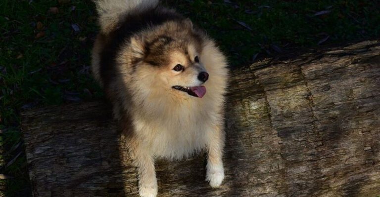 16 dog breeds that look like a dream online and feel like a full time challenge offline dog news