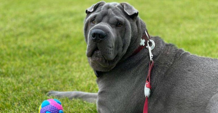 16 dog breeds that love you deeply without acting clingy dog news