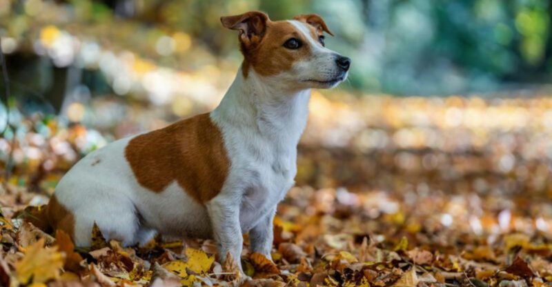 16 dog breeds that make digging look less like a habit and more like a mission