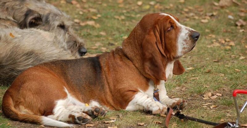 16 dog breeds that make more sense for owners trying to avoid separation anxiety chaos