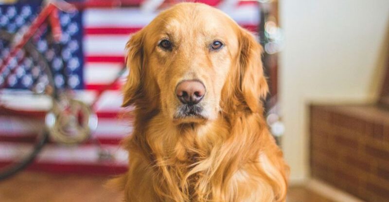 16 dog breeds that make one pair of shoes feel more valuable than anything else in the house