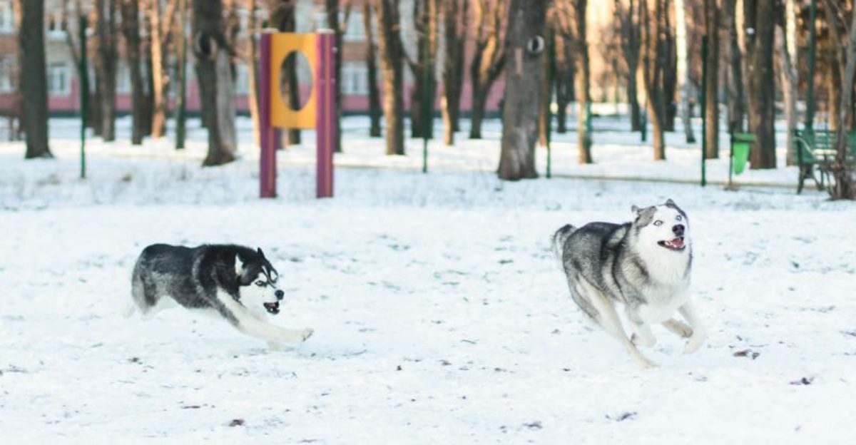 16 dog breeds that make people realize too late that lifestyle matters more than preference