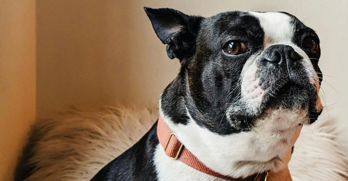 16 dog breeds that make people say that is exactly the dog I want the moment they see them