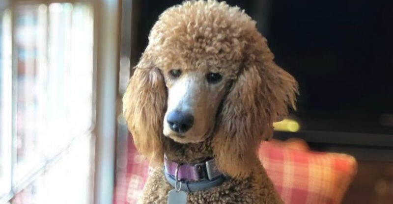 16 dog breeds that people do not expect to love this much until they live with one