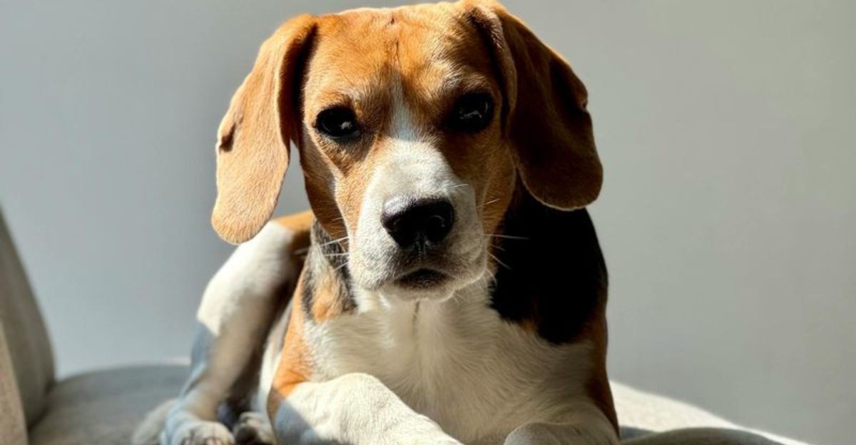 16 dog breeds that people insist are easy and that lie falls apart quickly
