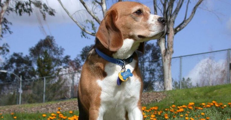 16 dog breeds that react differently depending on the time of day dog news