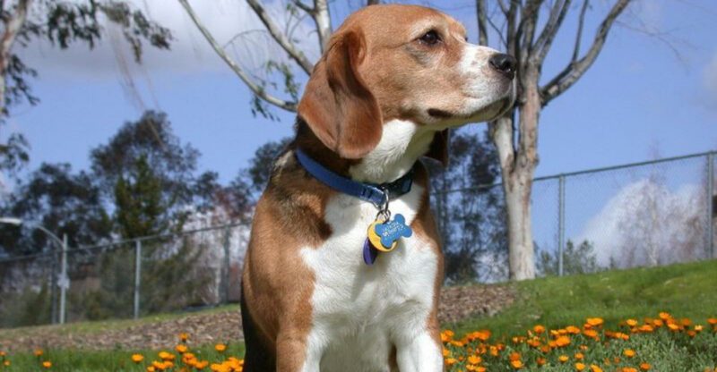 16 dog breeds that react differently depending on the time of day