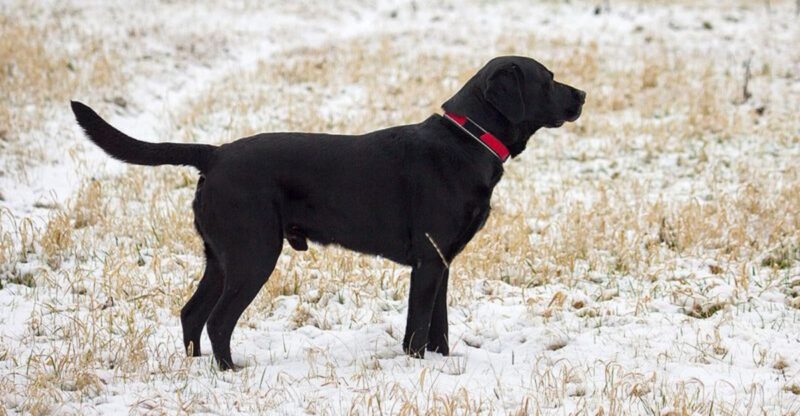 16 dog breeds that seem gentle cheerful and deeply attached from day one