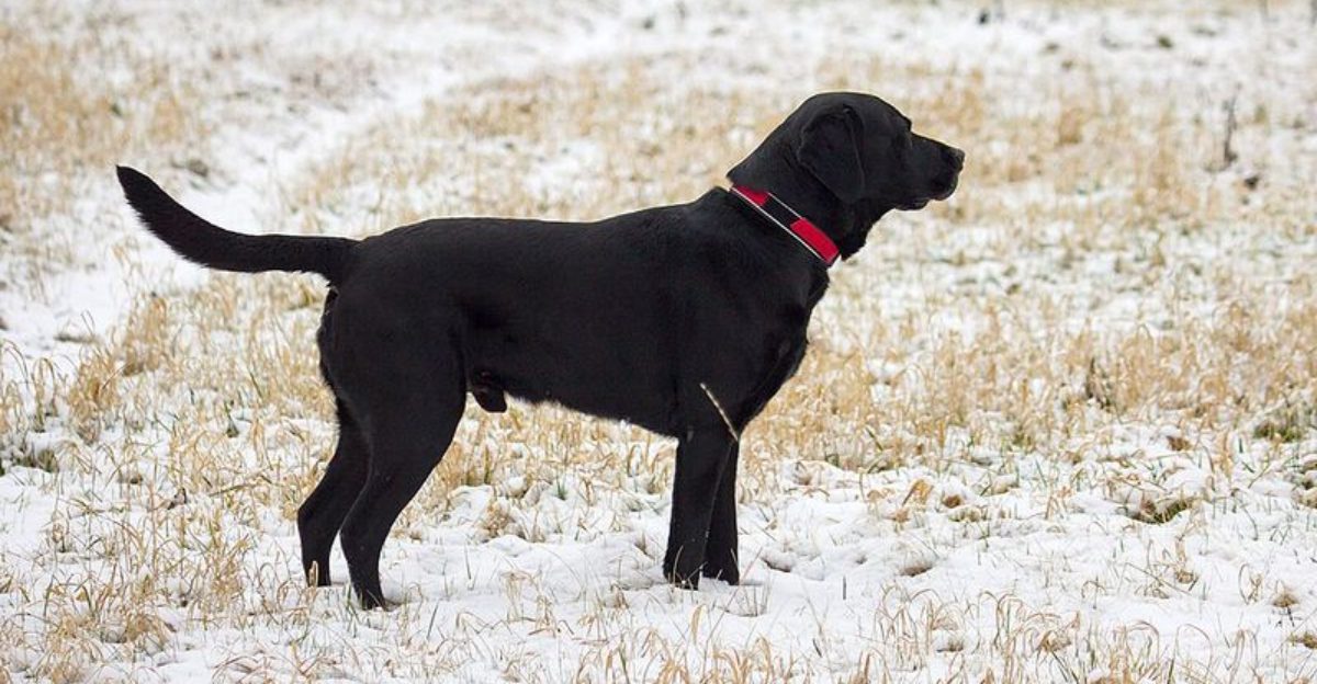 16 dog breeds that seem gentle cheerful and deeply attached from day one