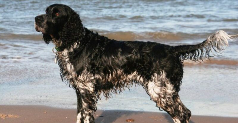 16 dog breeds that seem happiest when they have someone to comfort