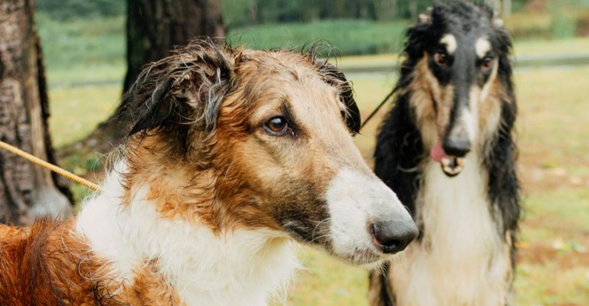 16 dog breeds that seem more interested in emotional trust than instant friendliness