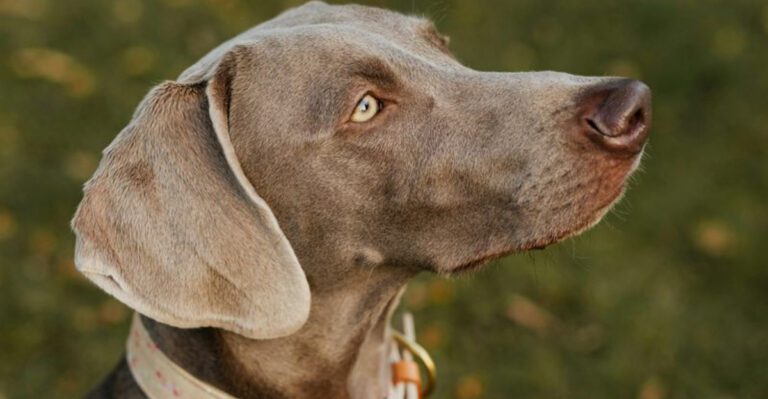 16 dog breeds that seem simple on paper but feel completely different in real life dog news