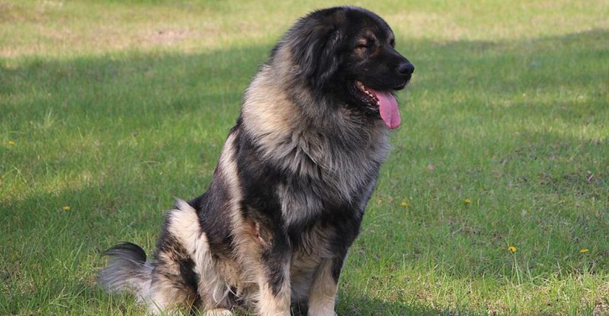 16 dog breeds that seem to carry old soul energy from day one