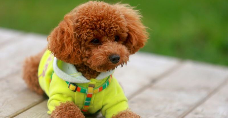 16 dog breeds that seem to understand screens cameras and video calls a little too well