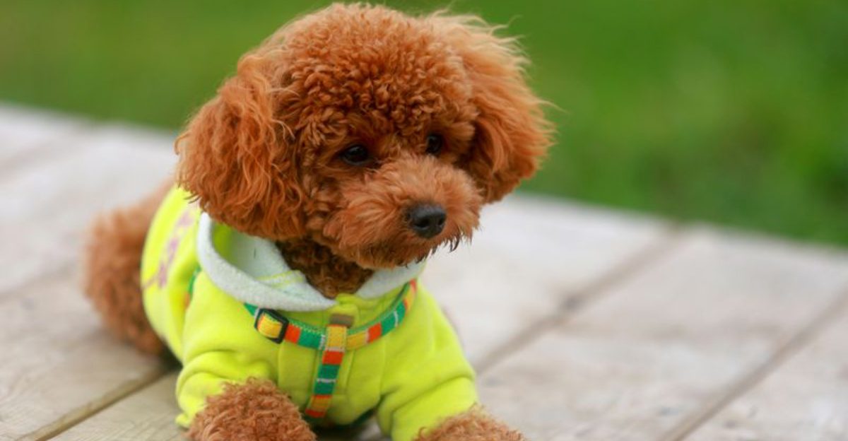 16 dog breeds that seem to understand screens cameras and video calls a little too well