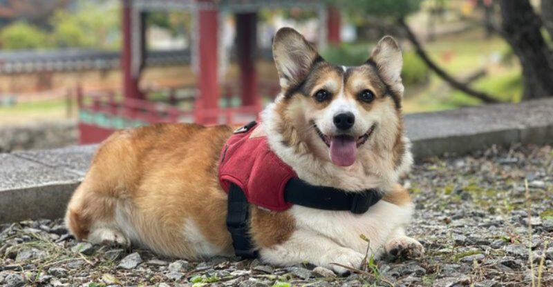 16 dog breeds that sit in positions no normal chair was ever meant to allow