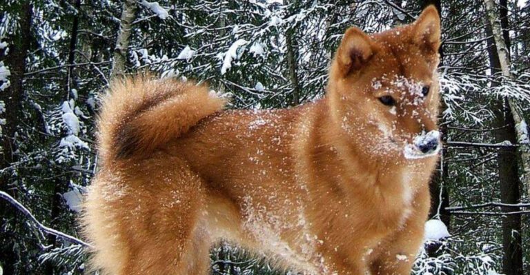 16 dog breeds that start acting unusually formal when they do not trust a new situation yet dog news