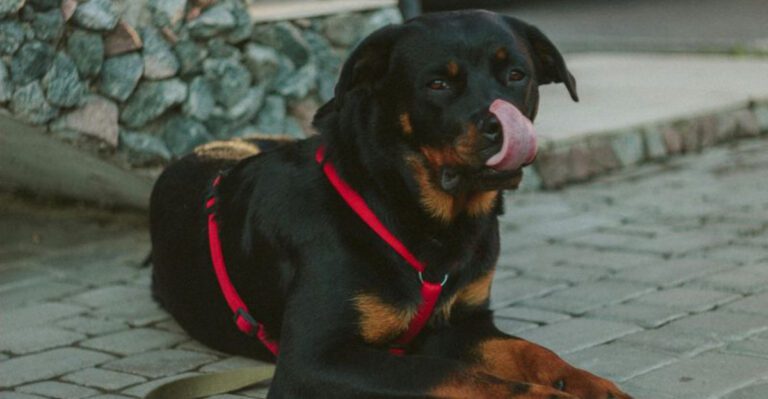 16 dog breeds that suddenly become extremely alert when something feels off dog news