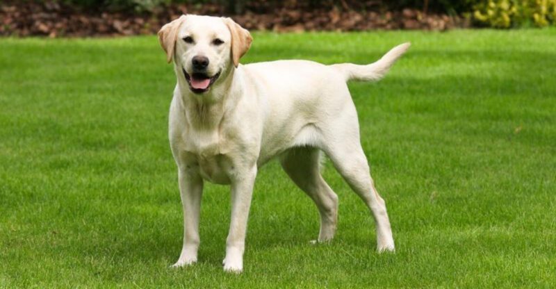 16 dog breeds that tend to have the most noticeable changes after proper training 1