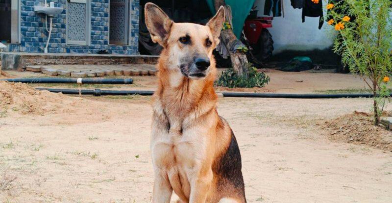 16 dog breeds that tend to show up disproportionately in professional training and working roles