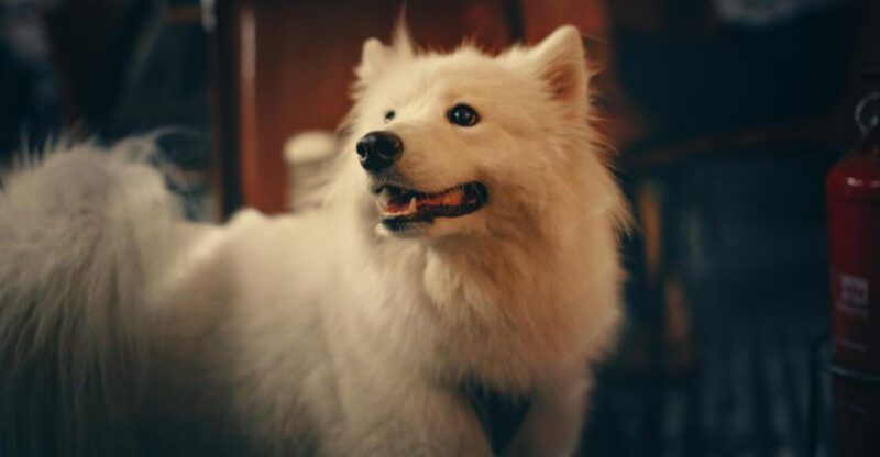 16 dog breeds that turn the backyard into their personal kingdom