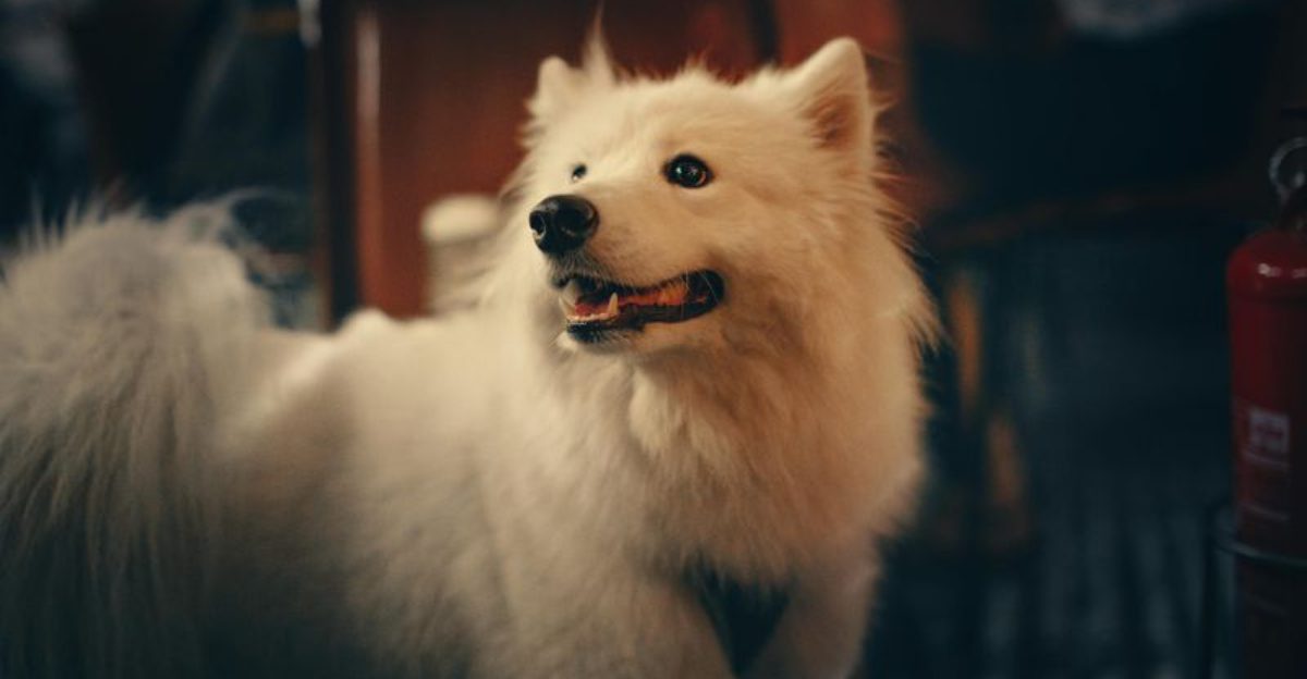 16 dog breeds that turn the backyard into their personal kingdom